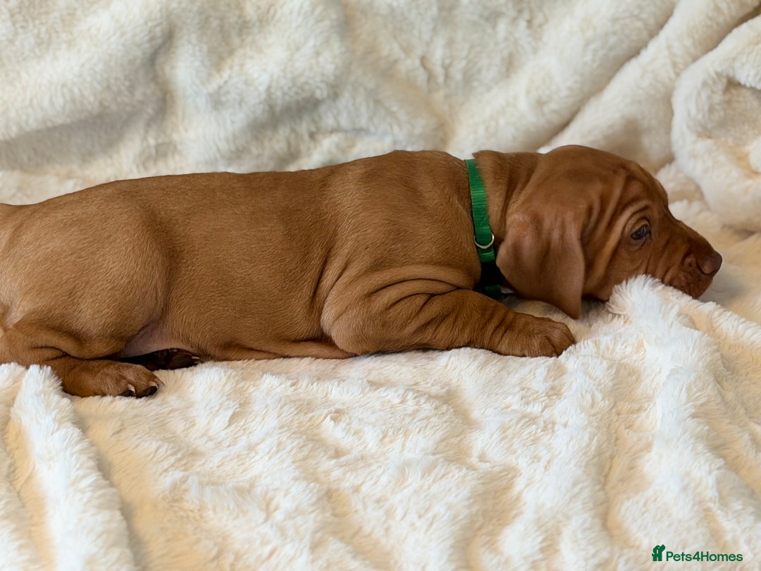 Hungarian Vizsla dogs for sale: Beautiful Hungarian Vizsla Puppies – 5⭐ Homes Only - Advert 8