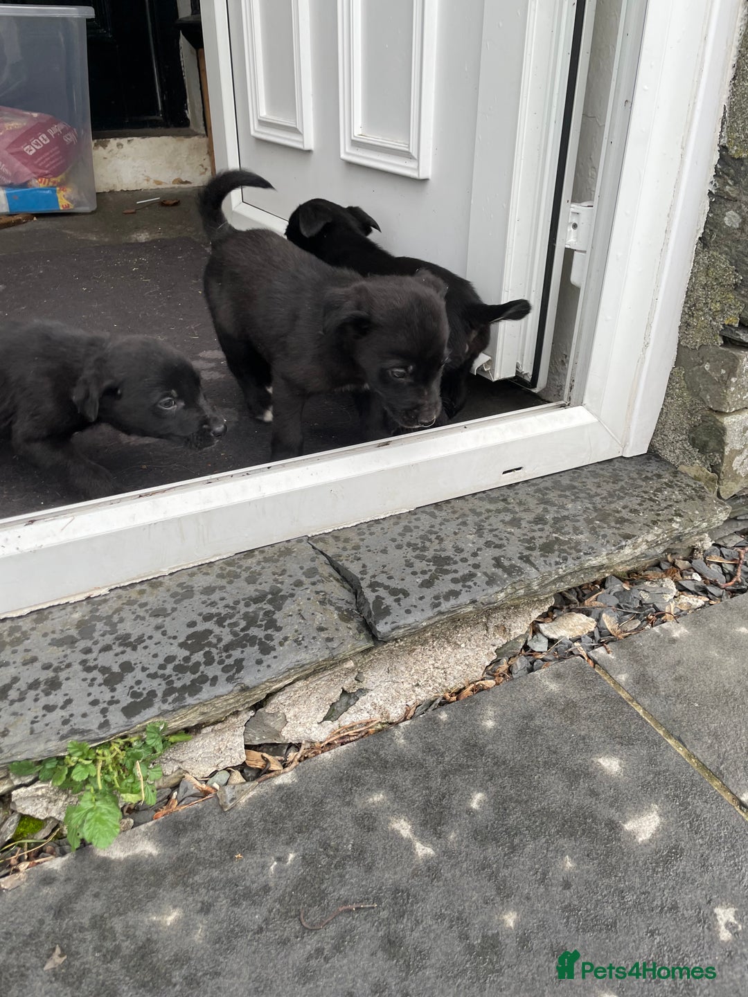 Borador dogs for sale: ⚫️lab x collie puppies ⚪️ - Advert 19
