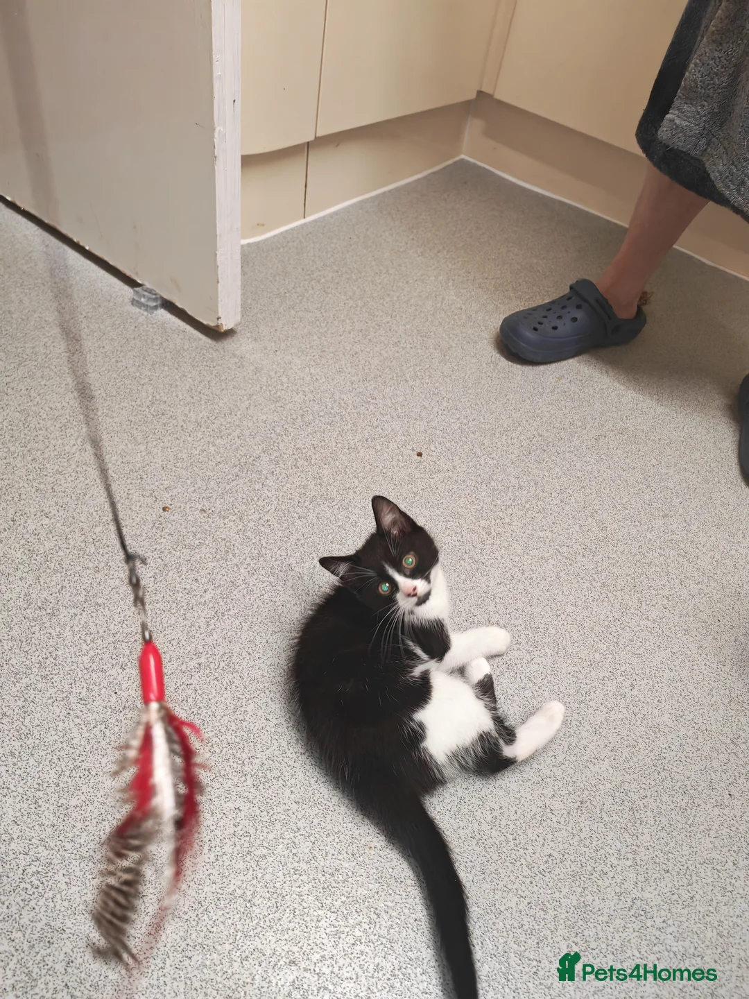 Mixed Breed cats for sale: Beautiful boy for sale  - Advert 5