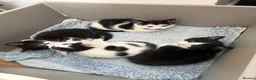 British Shorthair cats for sale: Adorable Black & White Kittens - Advert 4