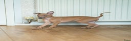 Italian Greyhound dogs for sale: Beautiful Italian greyhounds  - Advert 8