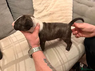 English Bull Terrier dogs KC registered English Bull Terrier Puppies - Advert 5