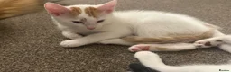 Mixed Breed cats for sale: Gorgeous Kittens Looking for Forever Homes 🐾 - Advert 2