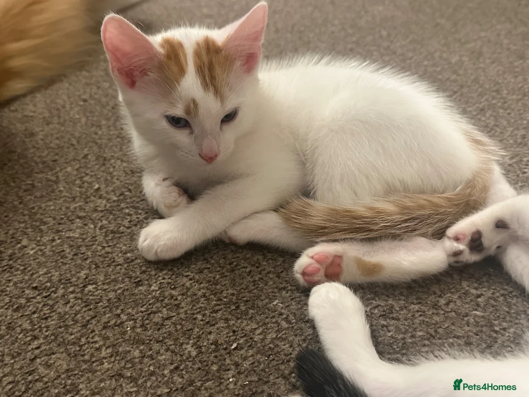 Mixed Breed cats for sale: Gorgeous Kittens Looking for Forever Homes 🐾 - Advert 2