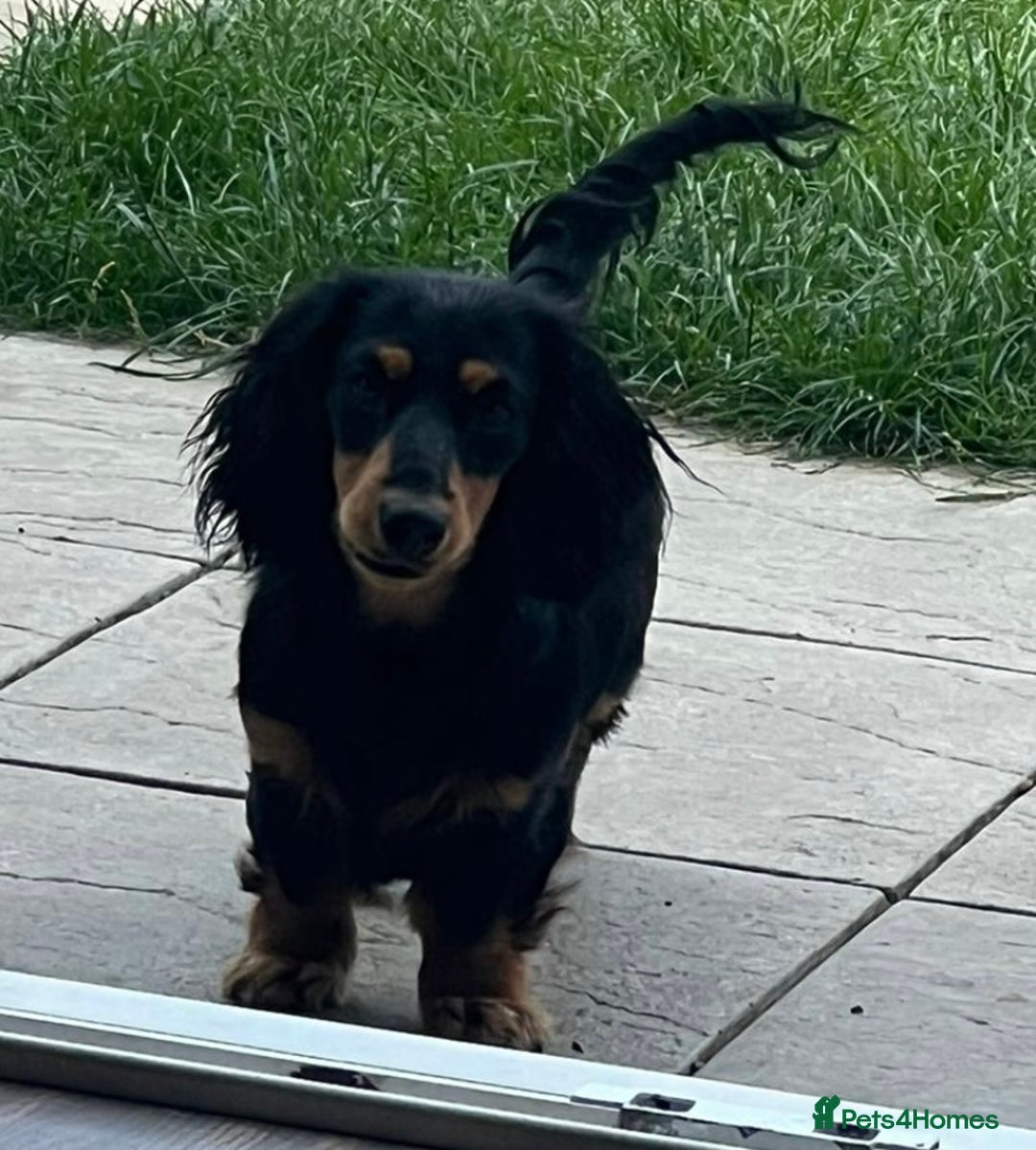 Miniature Dachshund dogs for stud: 🔥Proven KC Registered Miniature Dachshund Stud🔥  - Advert 2