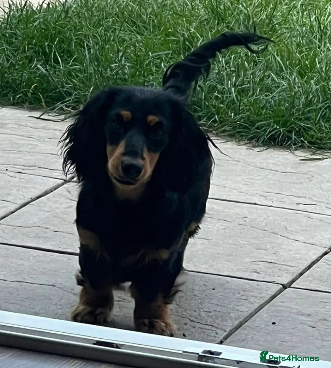 Miniature Dachshund dogs for stud: 🔥Proven KC Registered Miniature Dachshund Stud🔥  - Advert 2