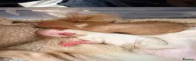 Chihuahua 3