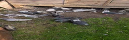 Pigeons birds for sale: Pigeons Mixed Variety  - Advert 15