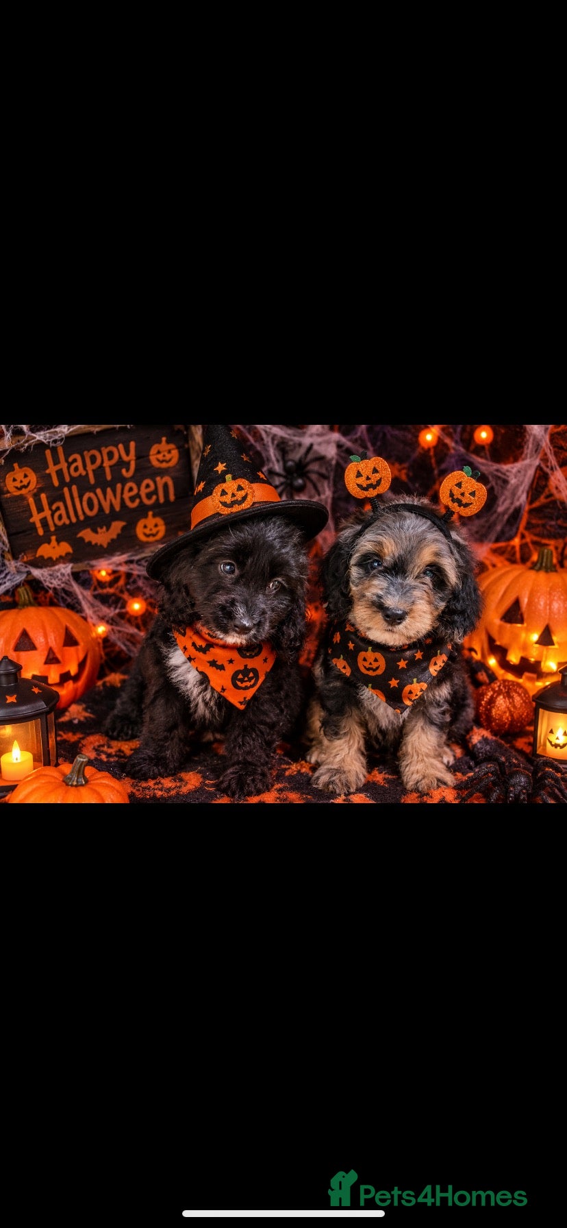 Cockapoo dogs Outstanding F1 Cockerpoo PuppiesExceptional Colour - Advert 2