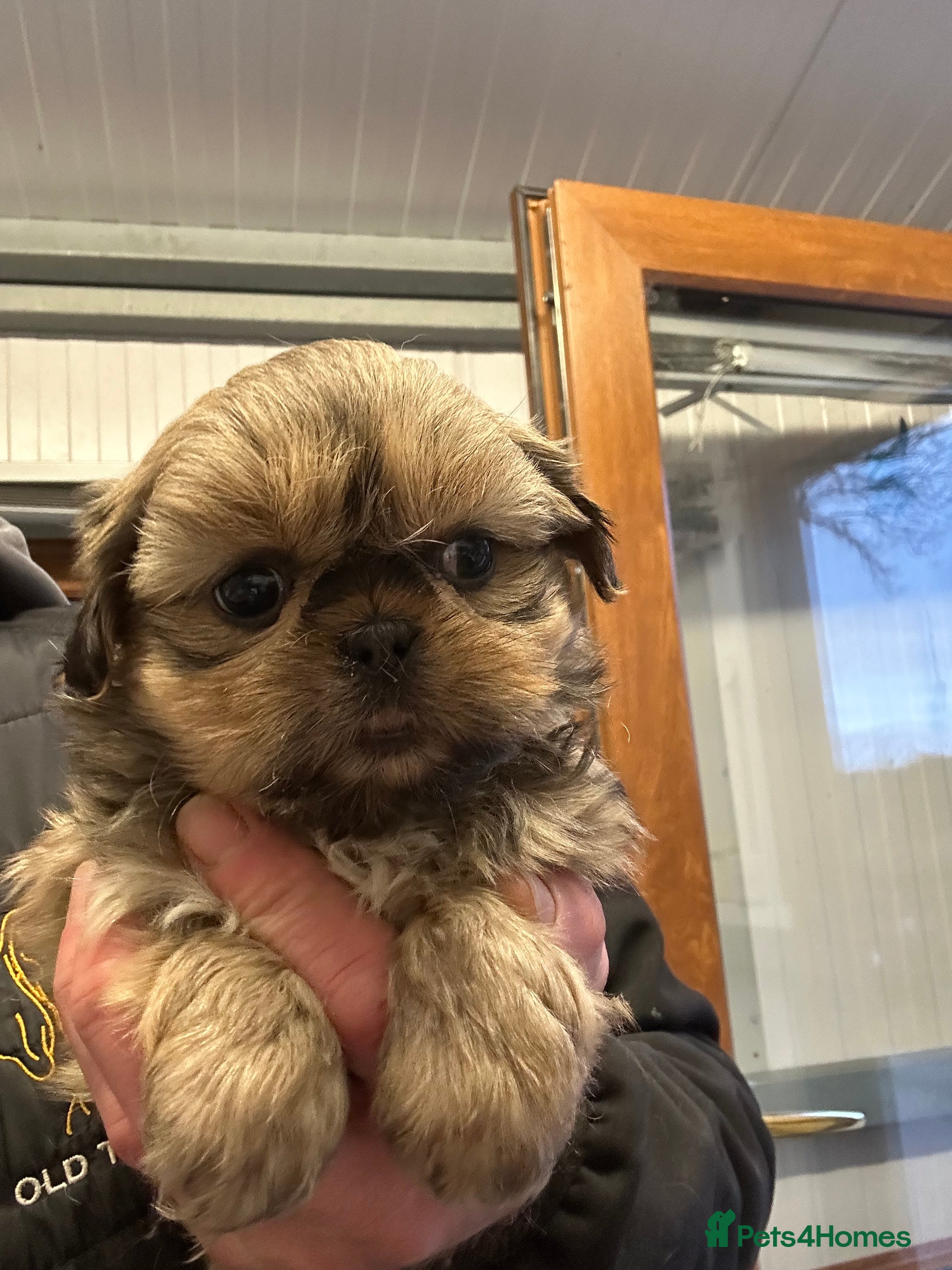 Shih Tzu dogs Stunning shih tzu puppies  - Advert 3