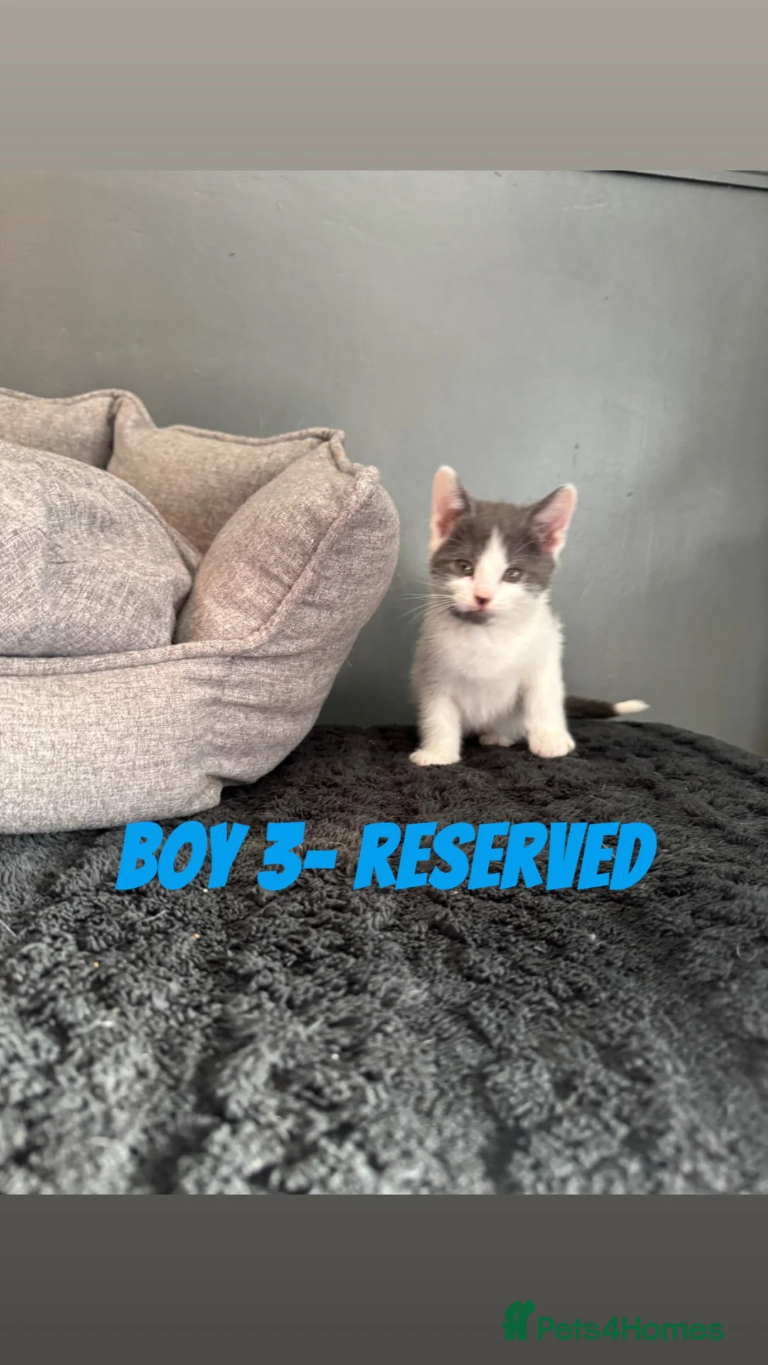 Mixed Breed cats for sale: BEAUTIFUL KITTENS READY NOW!!! - Advert 13