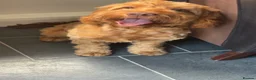 Cockapoo dogs for sale: Enzo  in Shildon - Advert 3