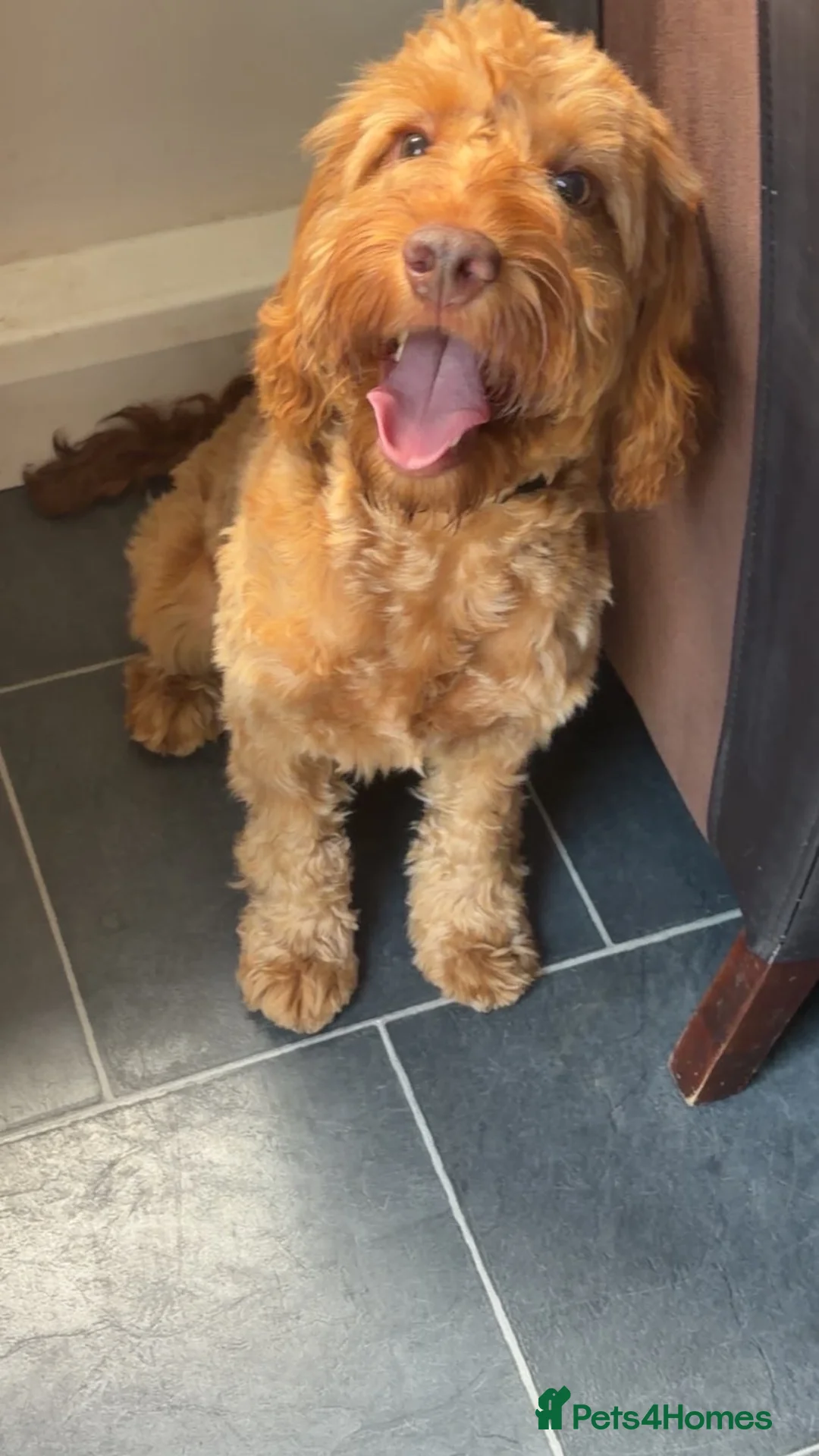 Cockapoo dogs for sale: Enzo  in Shildon - Advert 3