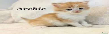 Archie