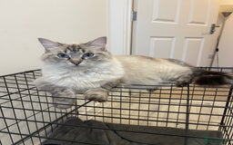Ragdoll cats for sale: Absolutely stunning Ragdoll kittens for sale - Image 15