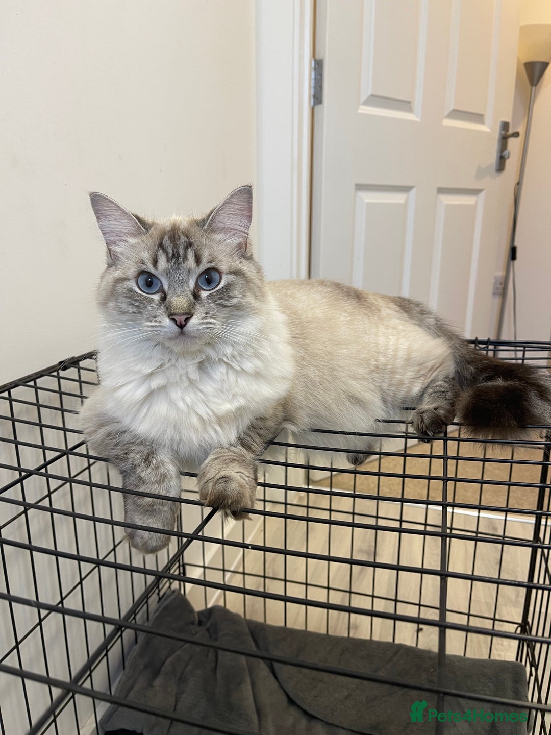 Ragdoll cats for sale: Absolutely stunning Ragdoll kittens for sale - Image 15