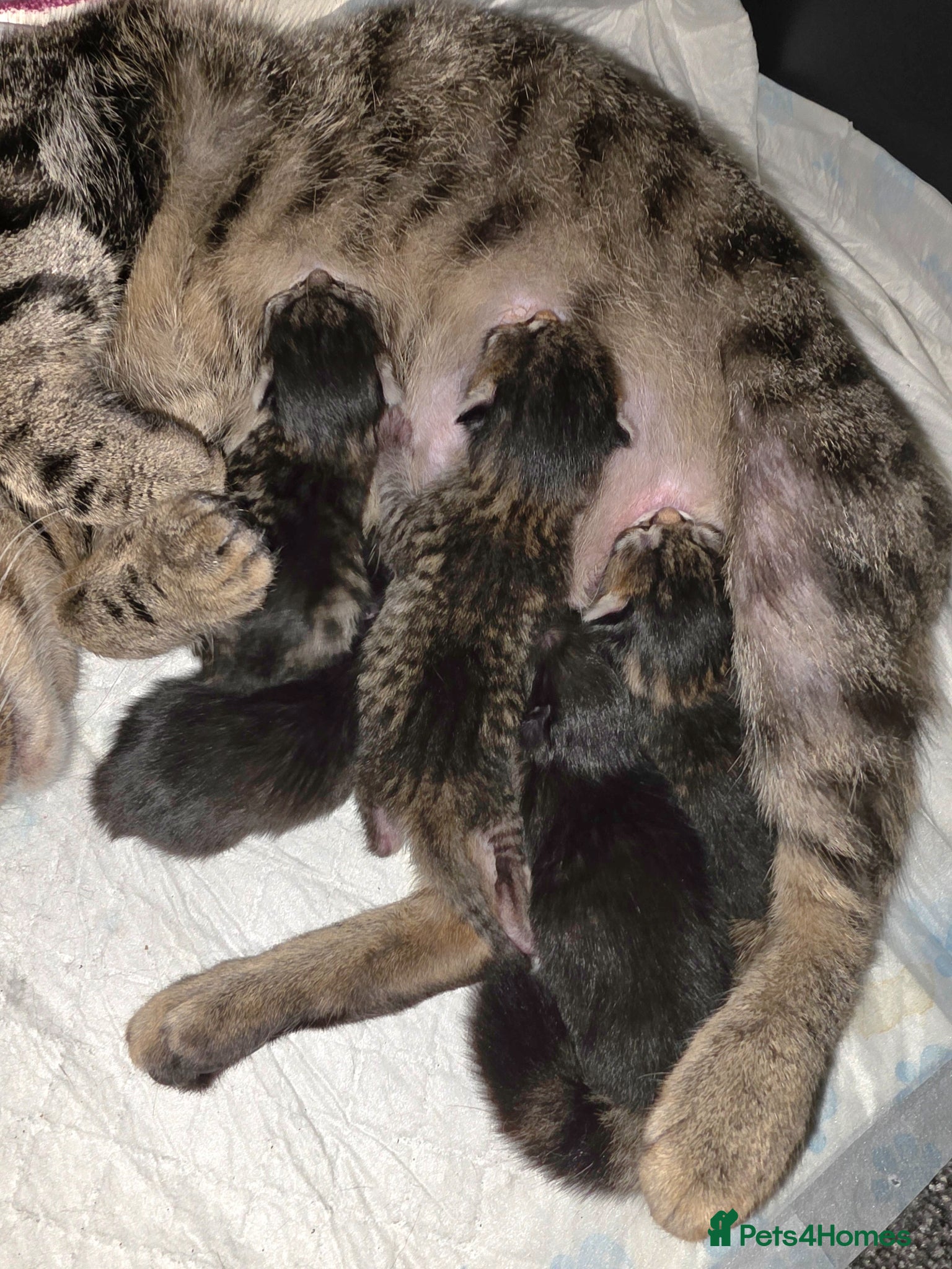 Mixed Breed cats Kittens available now - Advert 1