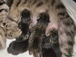 Mixed Breed cats Kittens available now - Advert 1