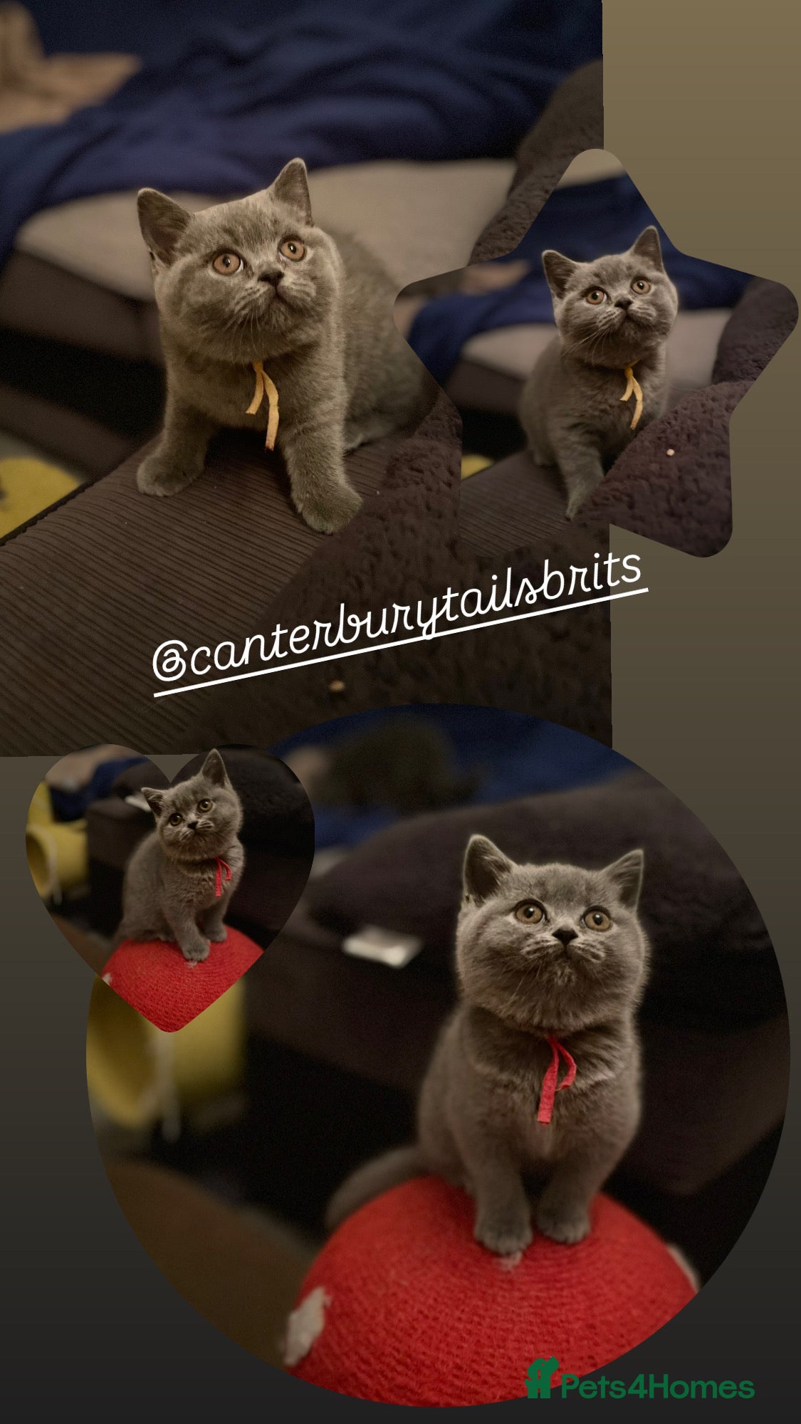 British Shorthair cats 2 Remaining Superior BSH Kittens GCCF Reg  - Advert 1