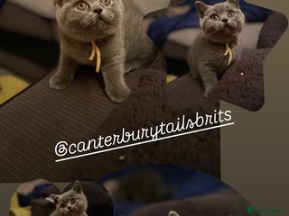 British Shorthair cats " Remaining Superior BSH Kittens GCCF Reg - Advert 17