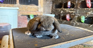 Mini Lop rabbits - Advert 1