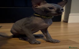 Sphynx cats for sale: August ready kitty’s in need of loving homes - Image 14