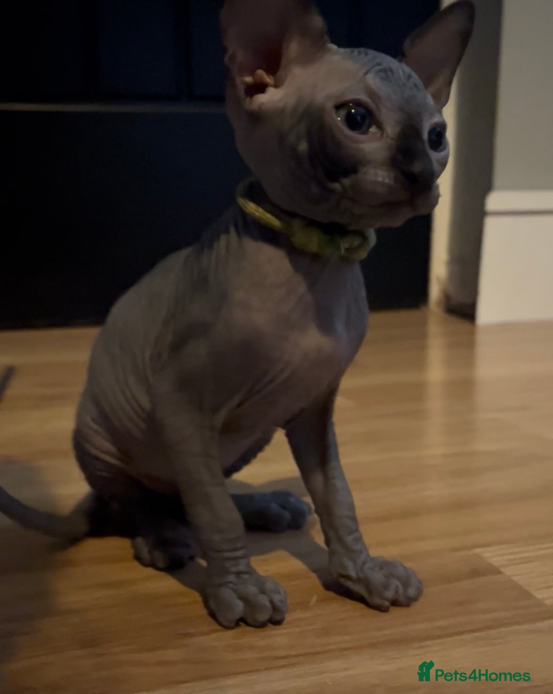 Sphynx cats for sale: August ready kitty’s in need of loving homes - Image 14
