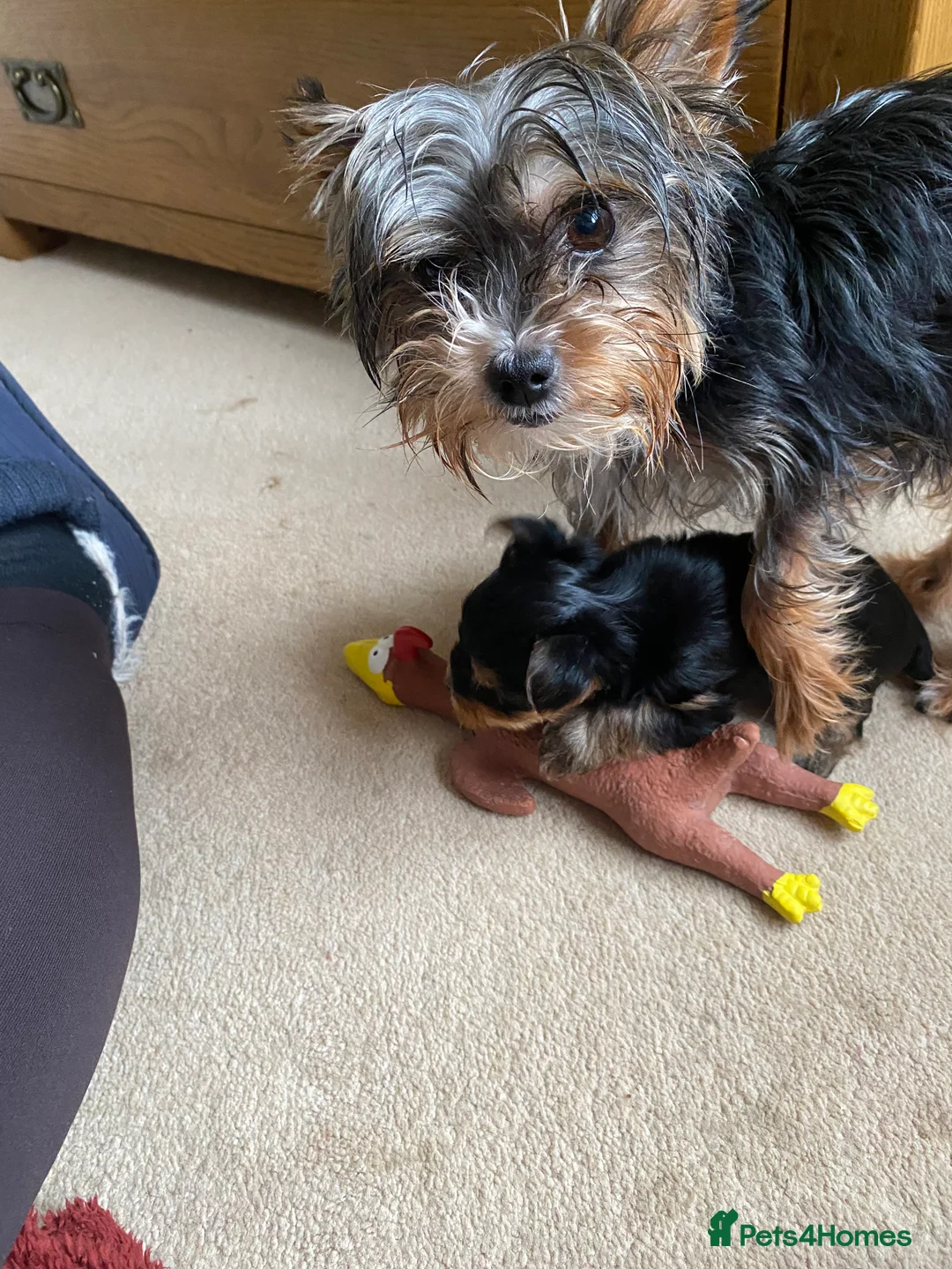 Yorkshire Terrier dogs for sale: Miniature Yorkshire Terriers - Advert 8