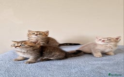 British Shorthair cats for sale: 3 beautiful british shorthair kittens 🥰 - Image 13