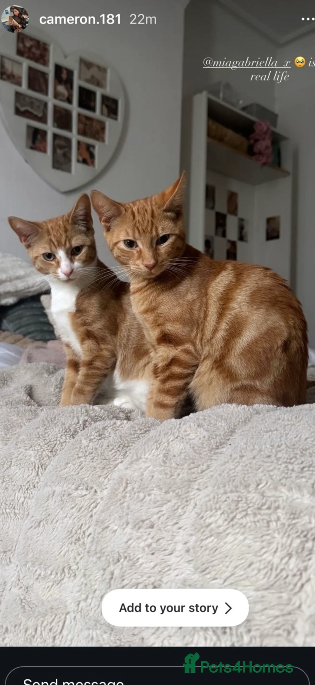 Mixed Breed cats for sale: Ginger Brothers!🧡🐈 - Advert 1