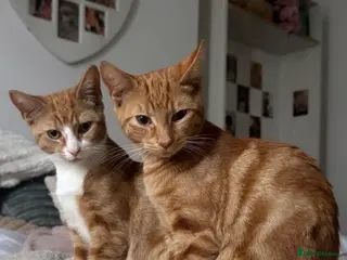 Mixed Breed cats Ginger Brothers!🧡🐈 - Advert 2