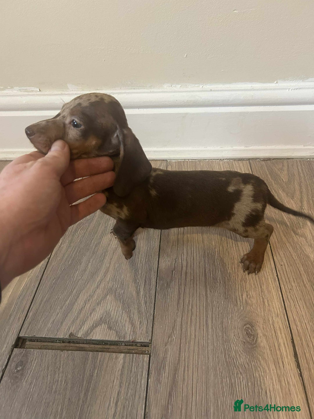 Miniature Dachshund dogs for sale: Miniature dachshund  - Advert 6