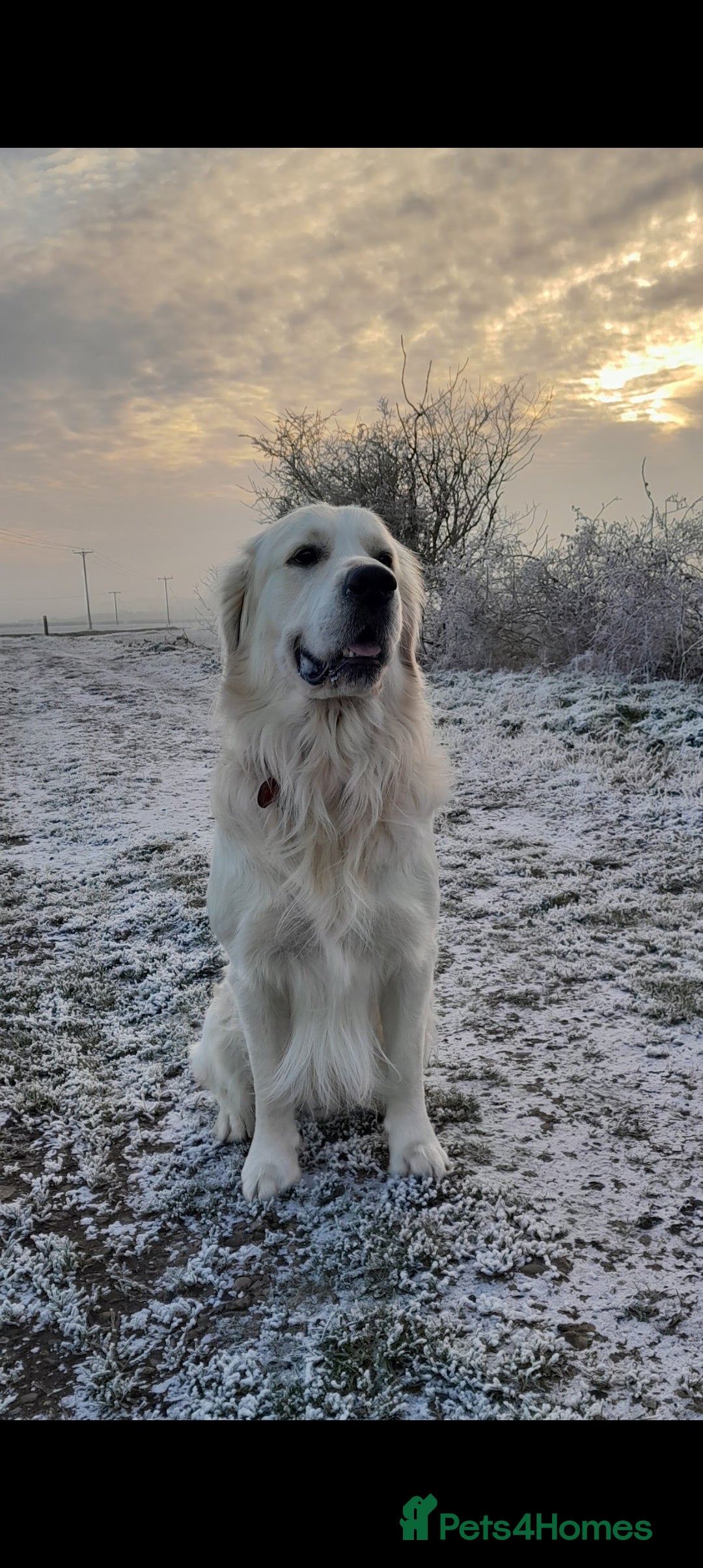 Golden Retriever dogs for stud: Stunning KC registered, Golden Retriever  in Sleaford - Advert 3