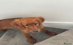Irish Setter dogs for sale: Irish Setter DOG Pup - KC reg £1050 in Huddersfield - Image 5