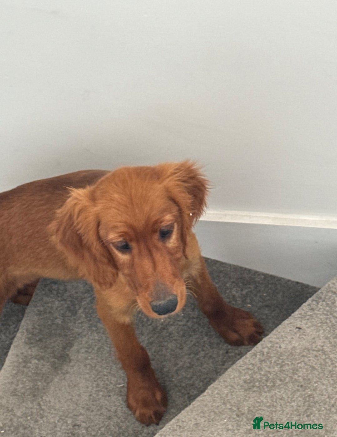Irish Setter dogs for sale: Irish Setter DOG Pup - KC reg £1050 in Huddersfield - Image 5