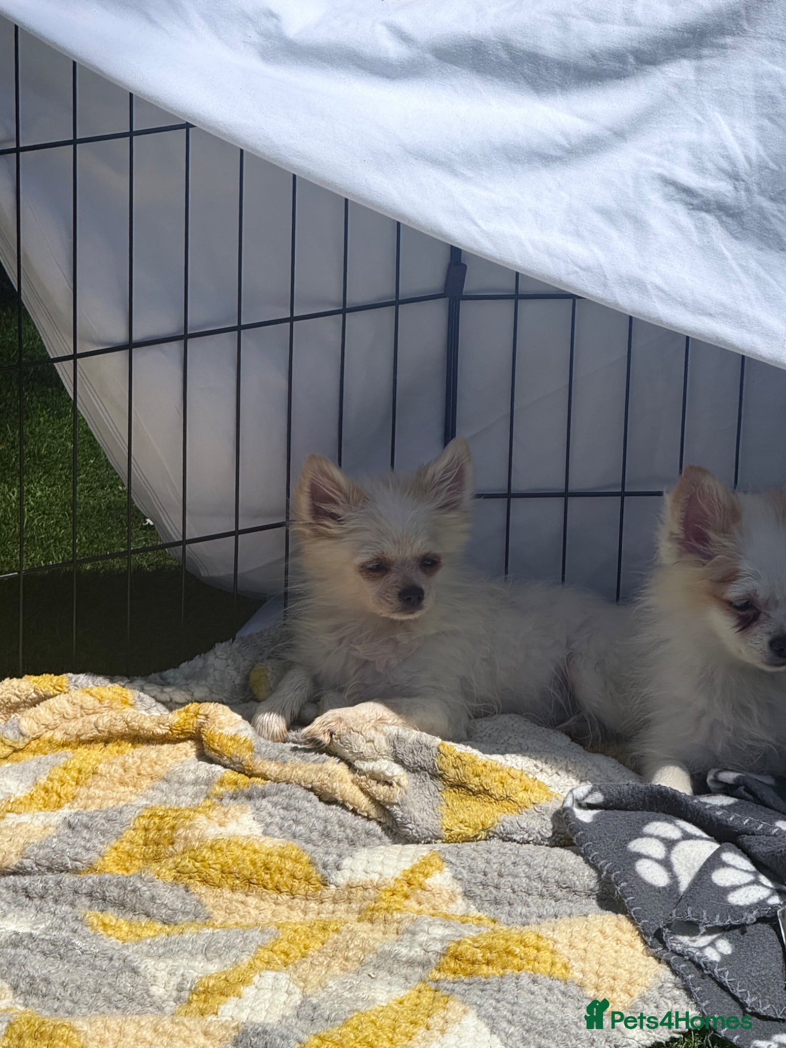 Pomeranian dogs     💎 STUNNING POMERANIAN PUPPIES AVAILABLE NOW - Advert 3