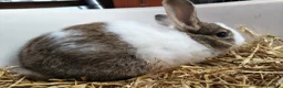 Mixed Breed rabbits for sale: 10 week old bunnies for sale - Advert 4