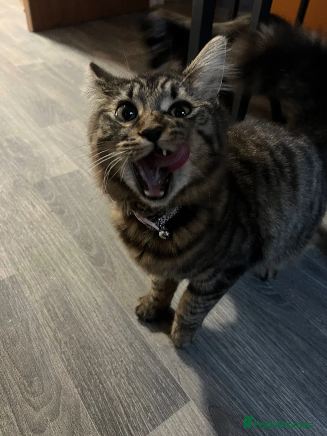 Mixed Breed cats for sale: Two female cats needing to be, very sadly, rehomed - Advert 2