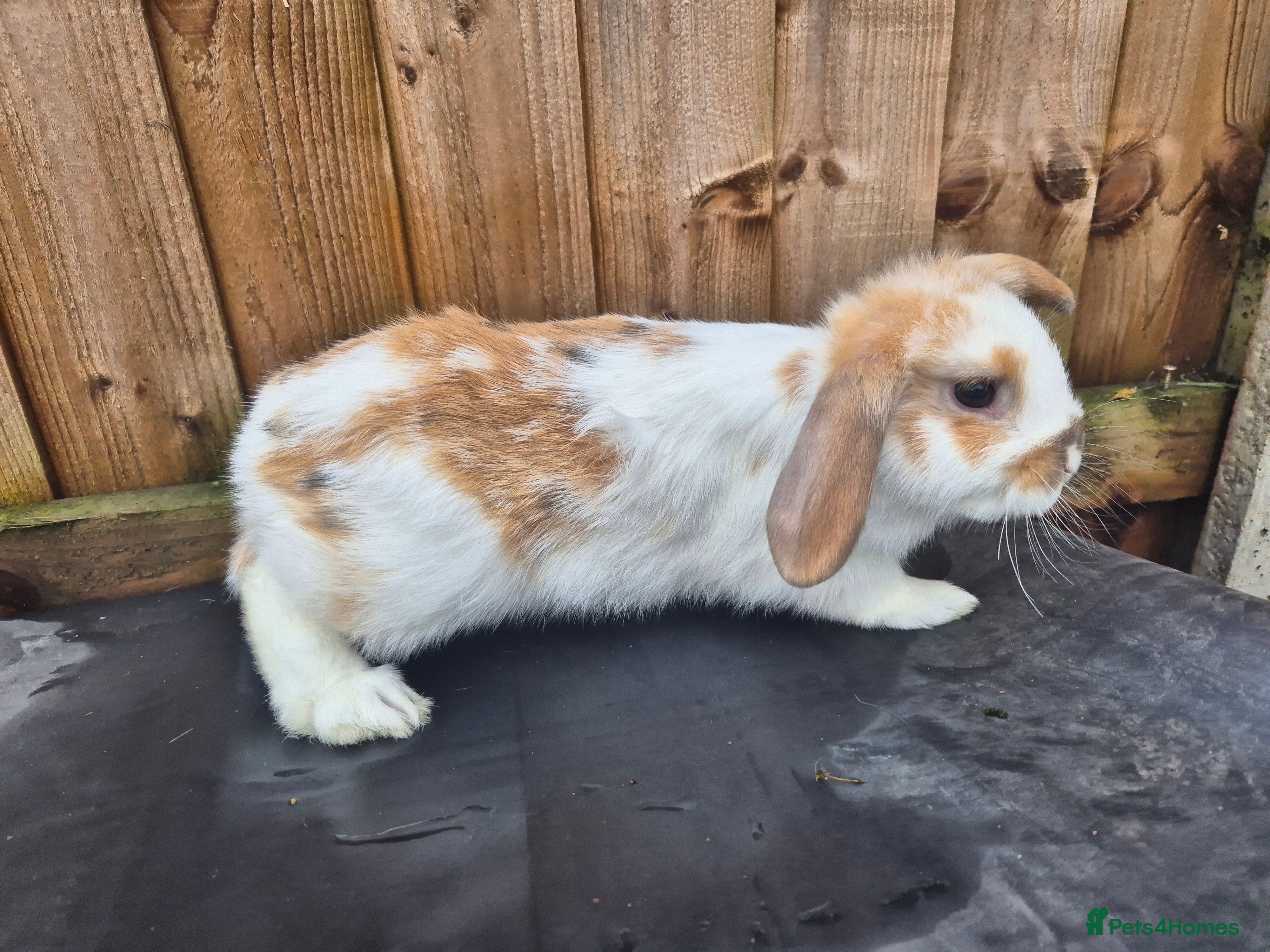 Mixed Breed rabbits Last remaining boy - Advert 9