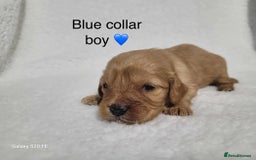 Cavapoo dogs for sale: Stunning litter of cavapoos - Image 28