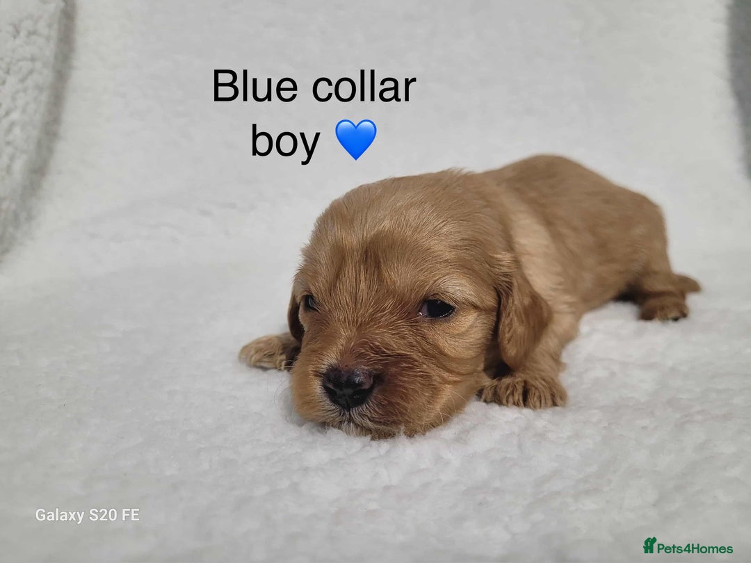 Cavapoo dogs for sale: Stunning litter of cavapoos - Image 28