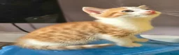 Mixed Breed cats for sale: 2 x beautiful ginger/beige boy kittens 🐱🐱❤️ in Basingstoke - Advert 7