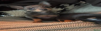 Miniature Pinscher Puppy 3