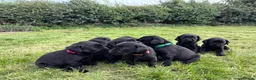 Labrador Retriever dogs for sale: KC Registered Black Labradors - Advert 14