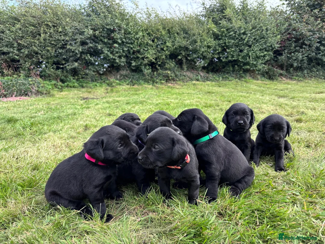 Labrador Retriever dogs for sale: KC Registered Black Labradors - Advert 14