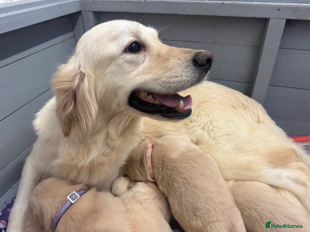 Golden Retriever dogs for sale: Top Class KC registered Golden Retrievers  - Advert 2