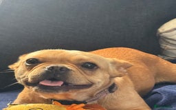 French Bulldog dogs for sale: Winnie French bulldog  - Image 1
