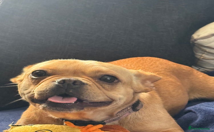 French Bulldog dogs - Advert 1
