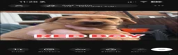 Labrador Retriever dogs for sale: Fox red Labrador puppies  - Advert 15