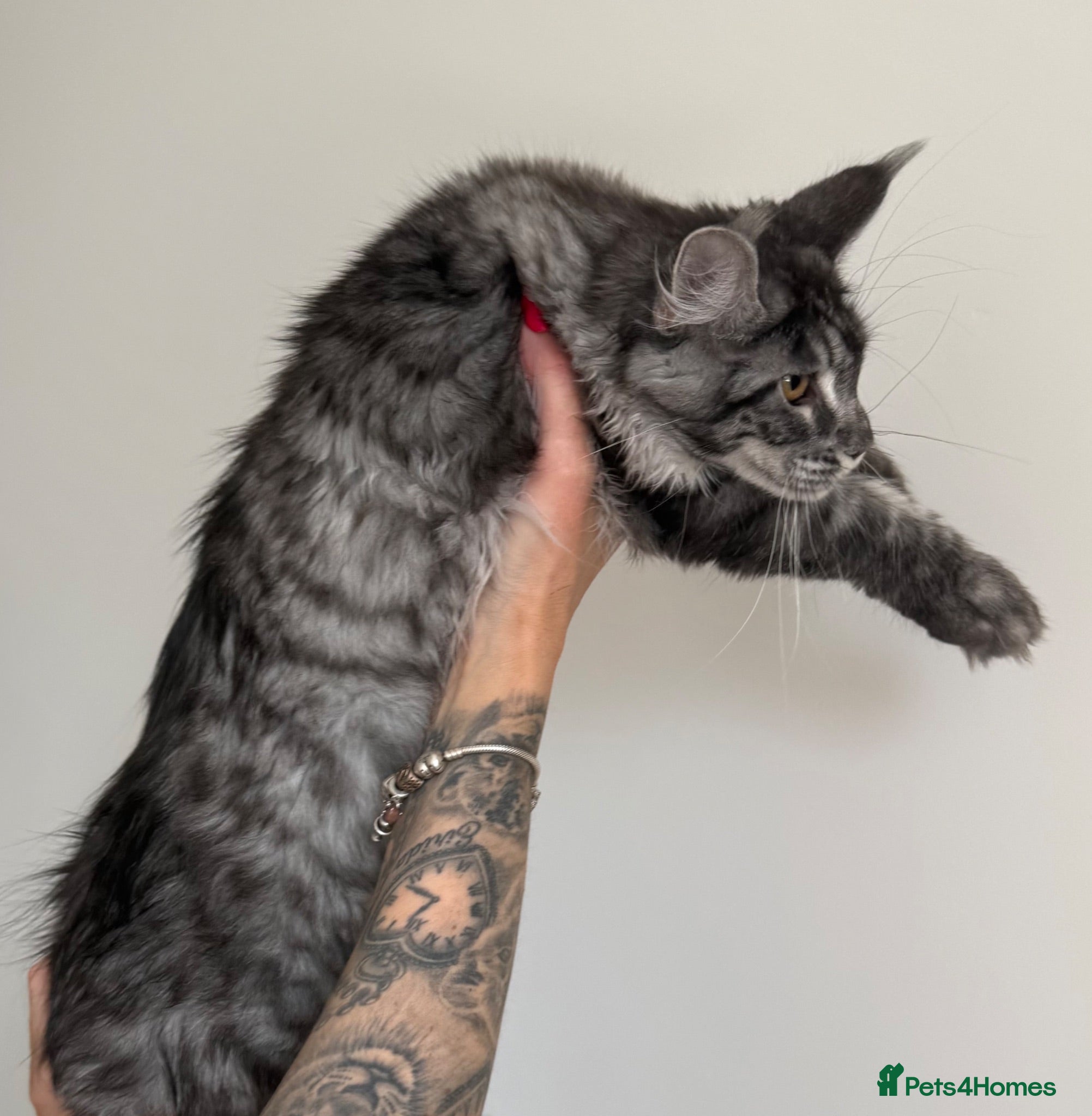 Maine Coon cats Champion line kittens 🥰 Ready to go☺️ - Advert 2